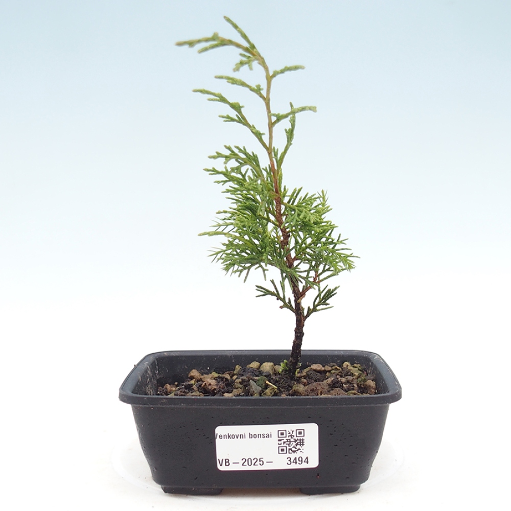Bonsai voor buiten - Juniperus chinensis Itoigawa