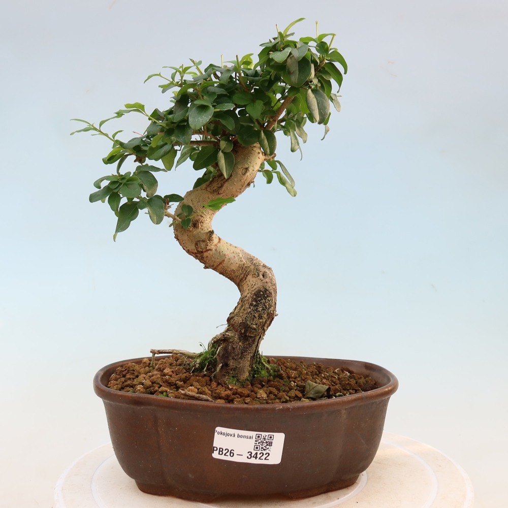 Kamerbonsai -Ligustrum chinensis - Vogelsnavel