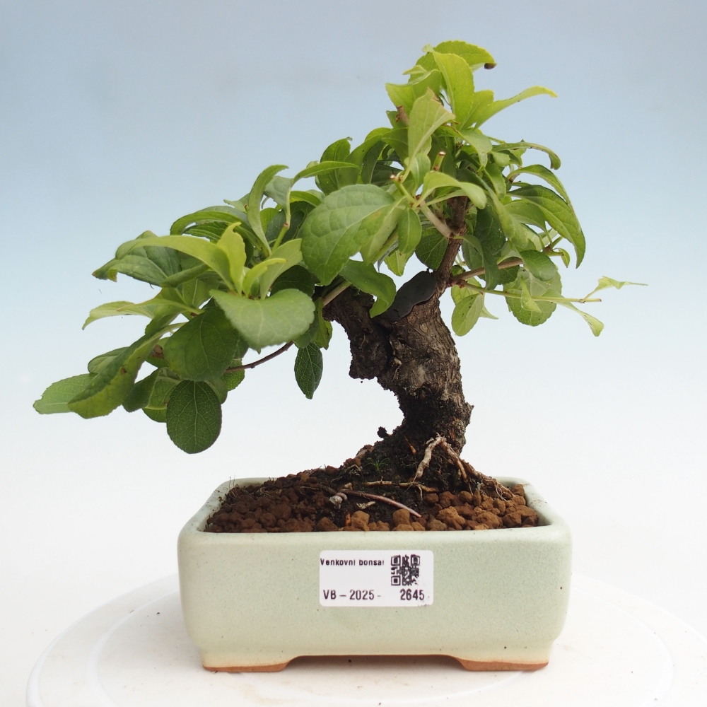 Bonsai voor buiten - Celastrus orbiculatus