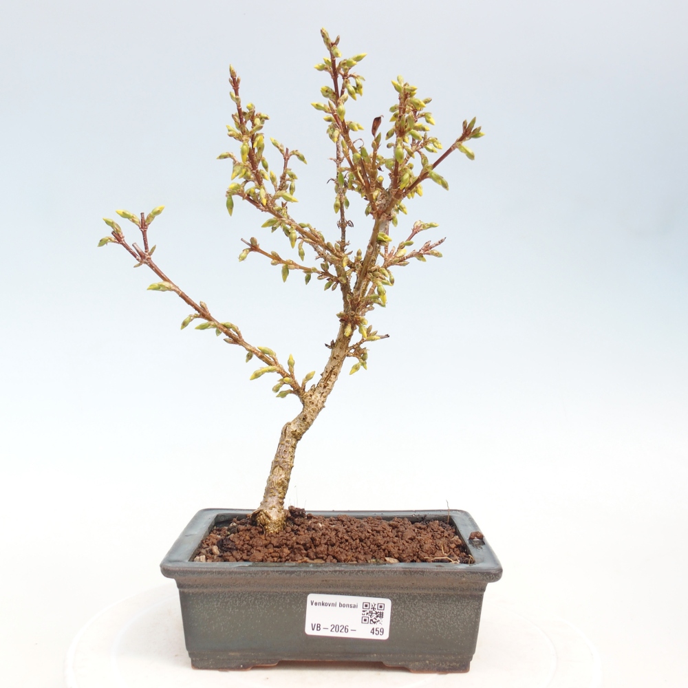 Bonsai voor buiten - Zlatice - Forsythia intermedia