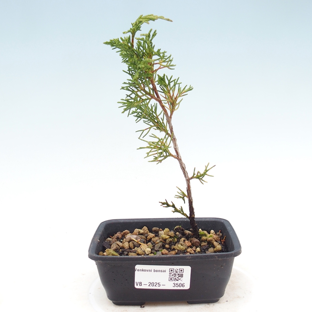 Bonsai voor buiten - Juniperus chinensis Itoigawa