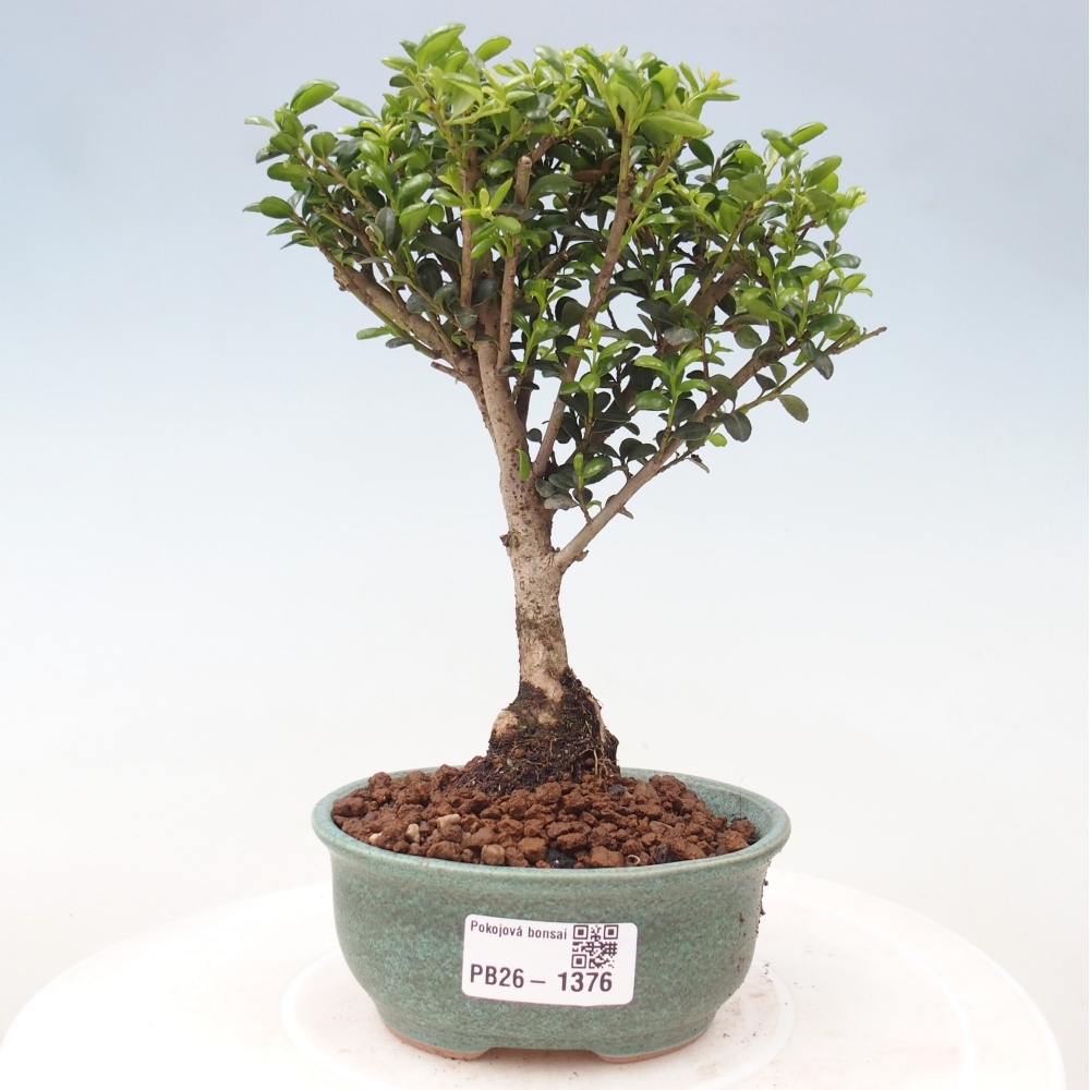 Kamerbonsai - Ilex crenata - Hulst
