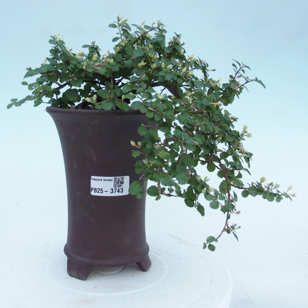 Kamerbonsai - Grewia sp. - Grewia malafolia