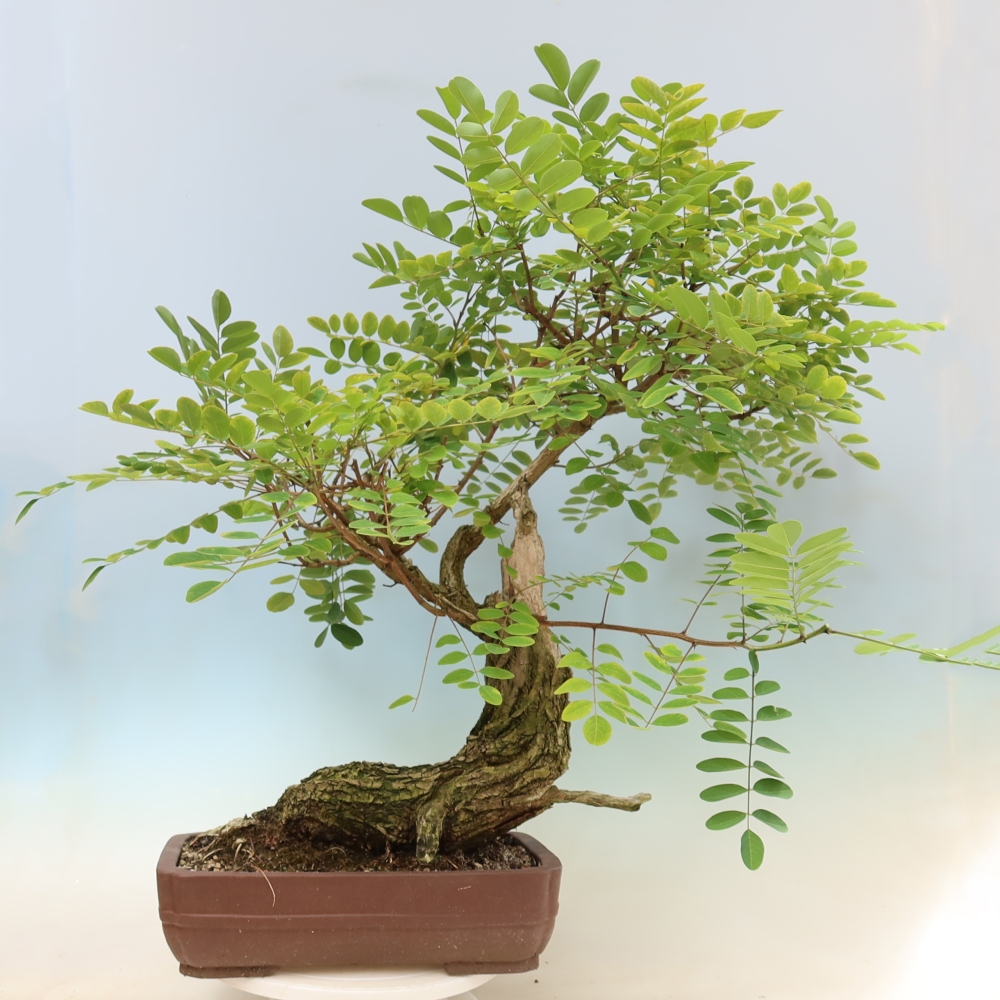 Bonsai voor buiten - Doornacacia - Robinia pseudoacacia