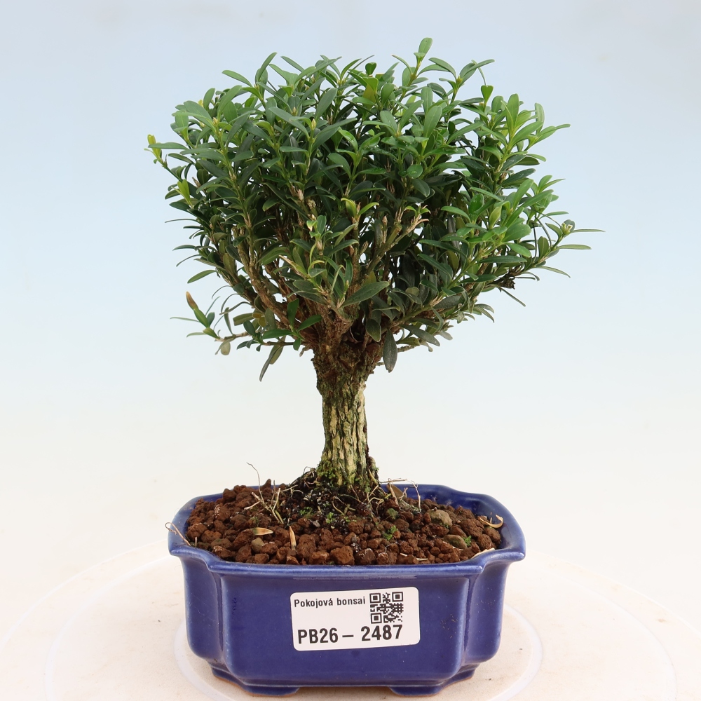Kamerbonsai - Buxus harlandii - kurk buxus