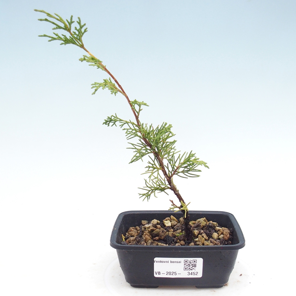 Bonsai voor buiten - Juniperus chinensis Itoigawa