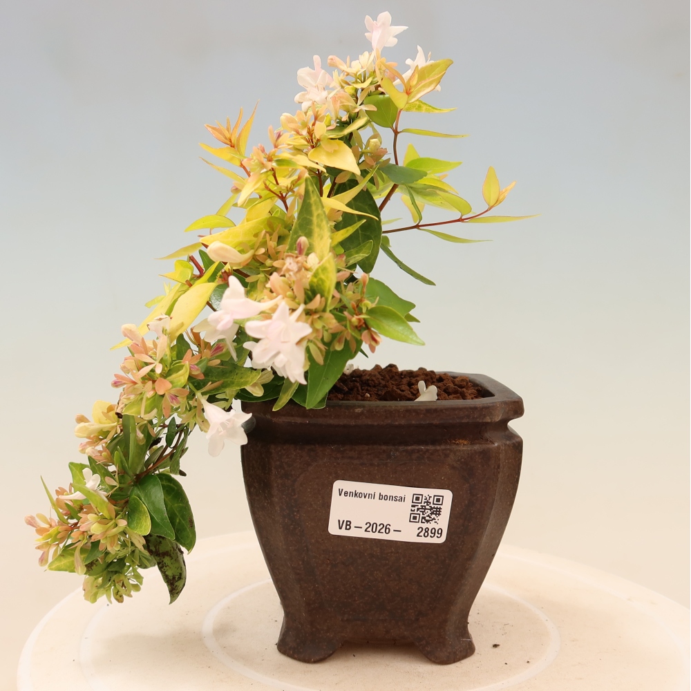 Buitenbonsai - Abelia gr. Kleidoscope - Grootbloemige abelia