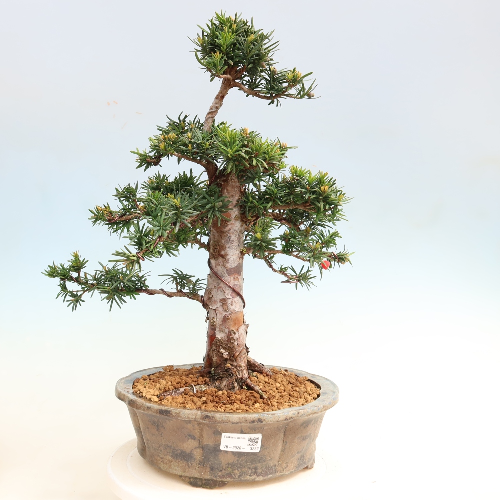Bonsai voor buiten - Taxus cuspidata - Japanse Taxus
