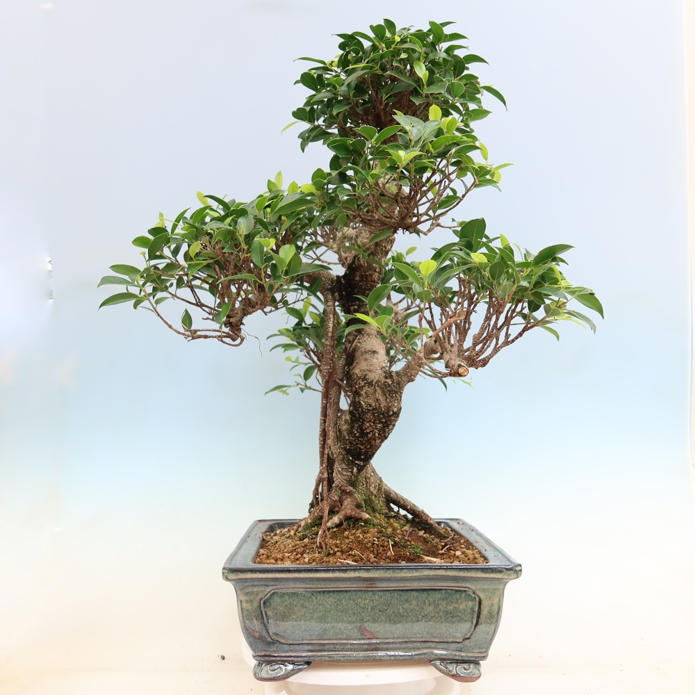 Kamerbonsai - Ficus kimmen - kleinbladige ficus