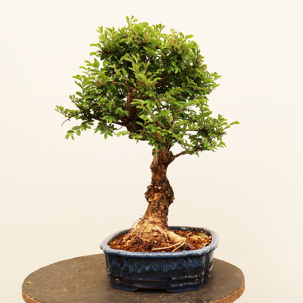 Bonsai voor buiten - Zelkova - Zelkova NIRE