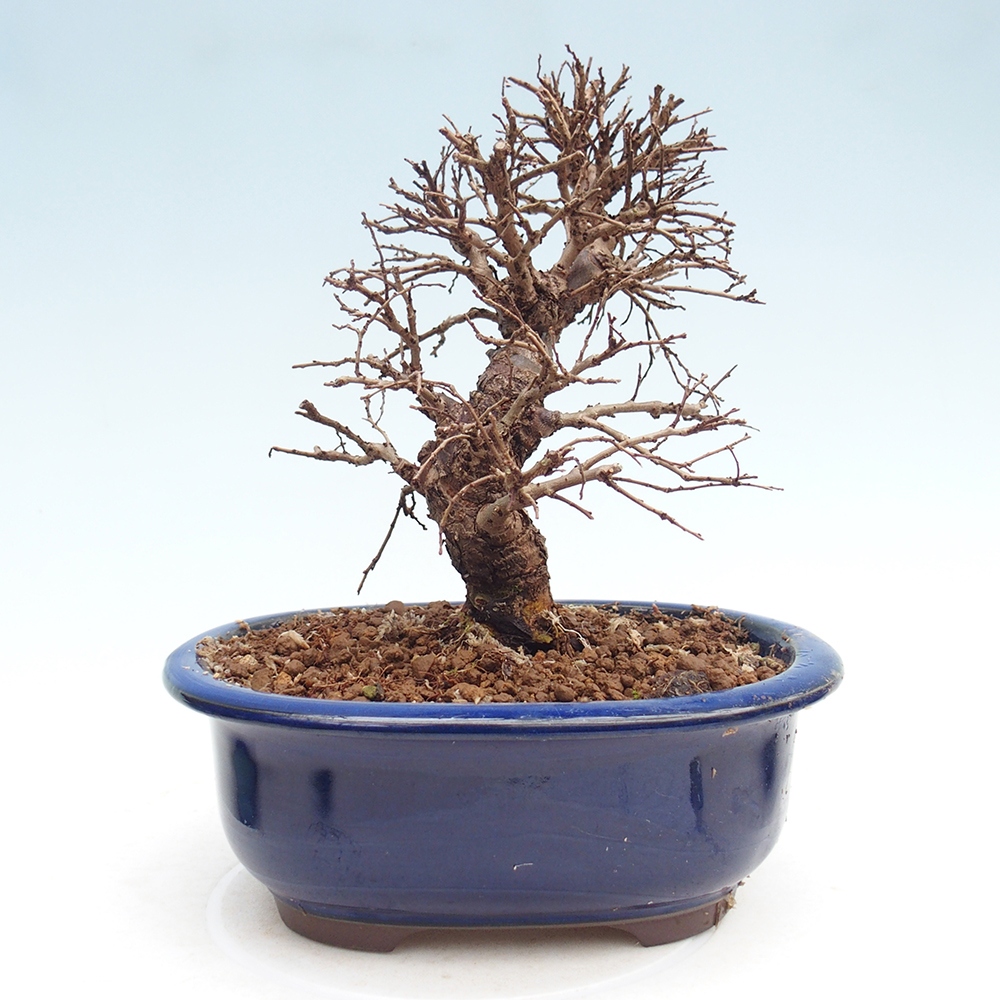Bonsai voor buiten - Zelkova - Zelkova NIRE