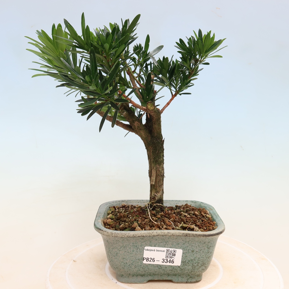 Kamerbonsai - Podocarpus - Taxus