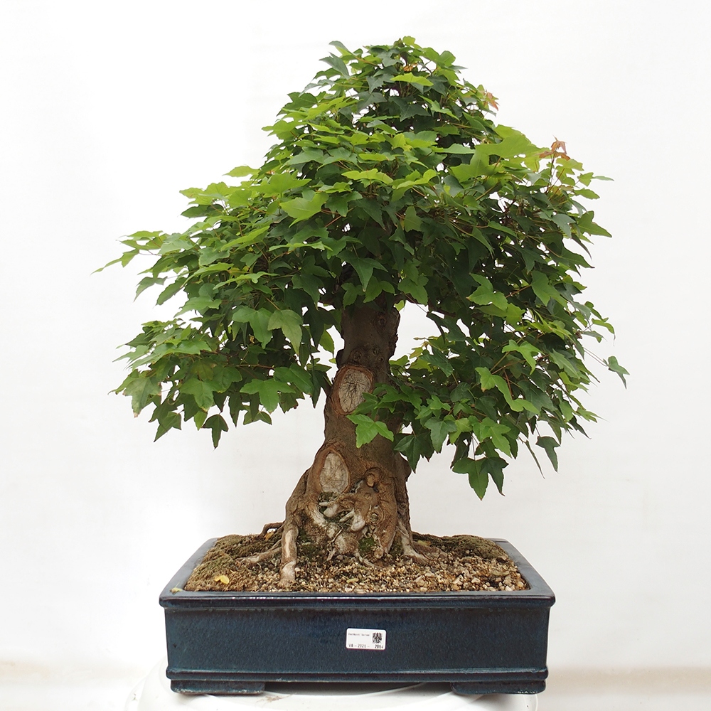 Bonsai voor buiten - Acer Buergerianum - Burgeresdoorn