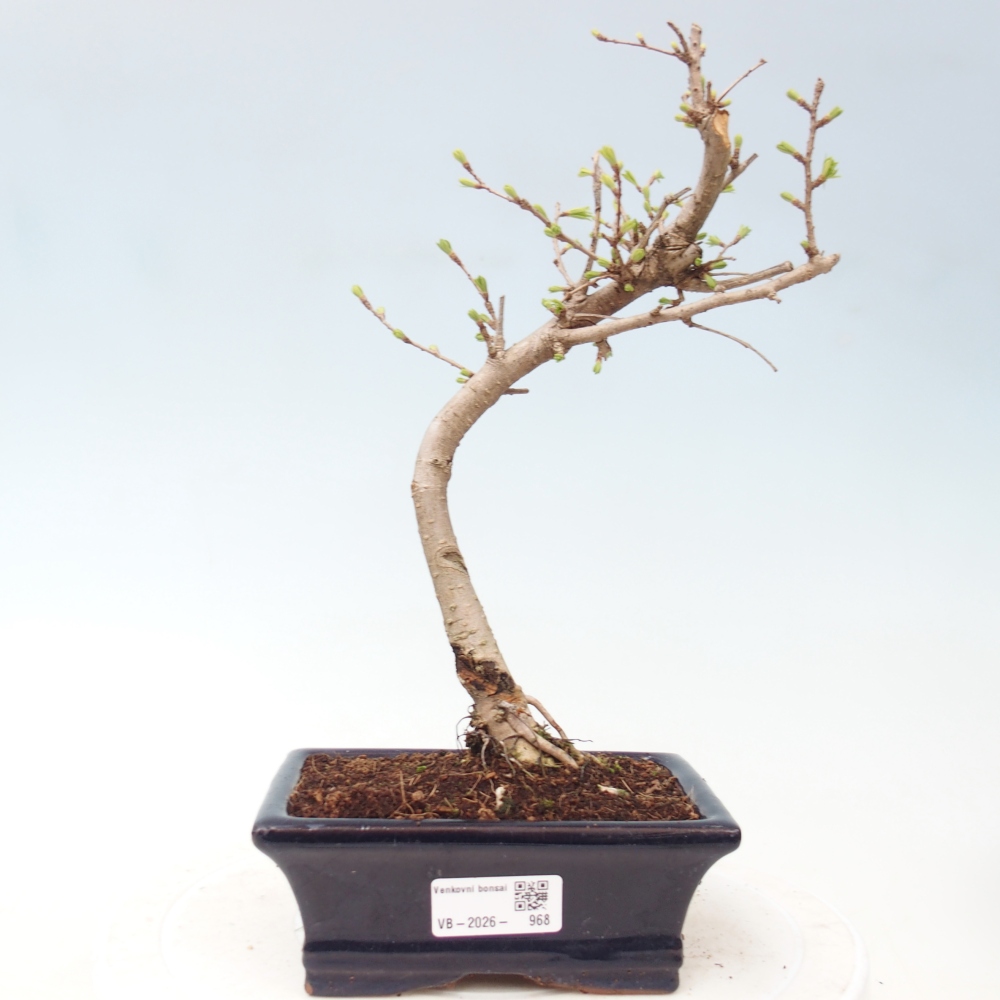 Bonsai voor buiten -Pseudolarix amabis-Pseudolarix amabis