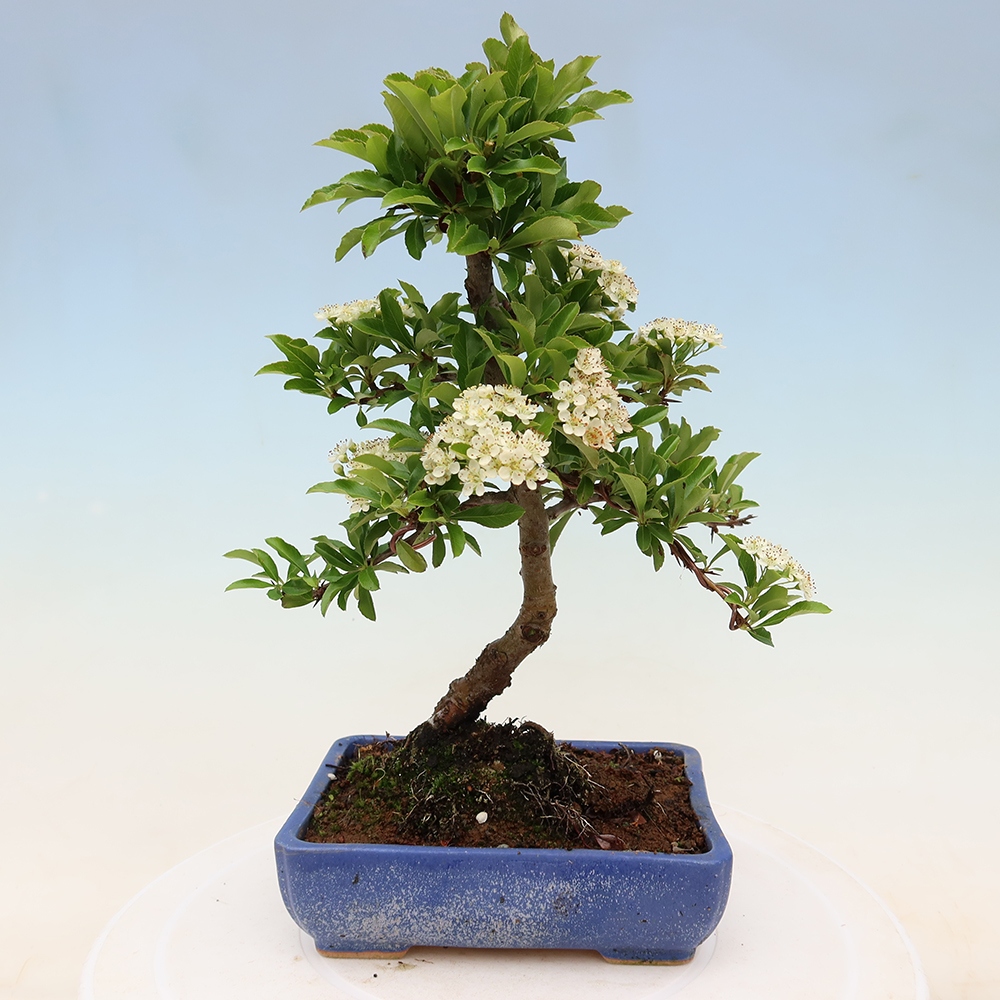Buitenbonsai - Pyracantha teton - Vuurdoorn