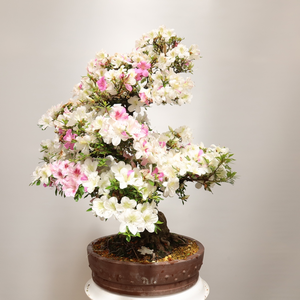 Bonsai voor buiten - Japanse azalea - Azalea Kotobokietsu