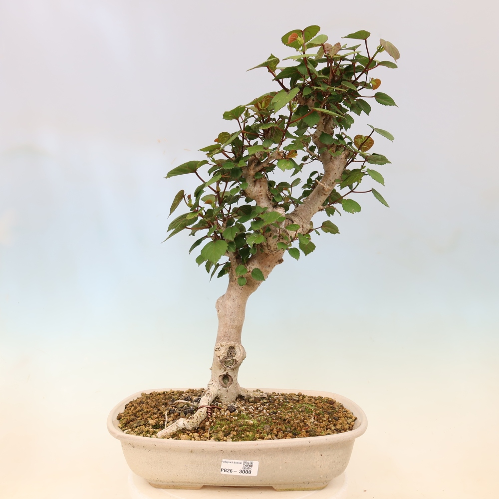 Bonsai voor binnen - Hibiscus tiliaceus - Zee Hibiscus