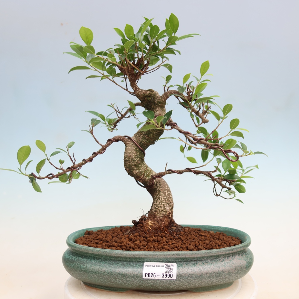 Kamerbonsai - Ficus kimmen - kleinbladige ficus