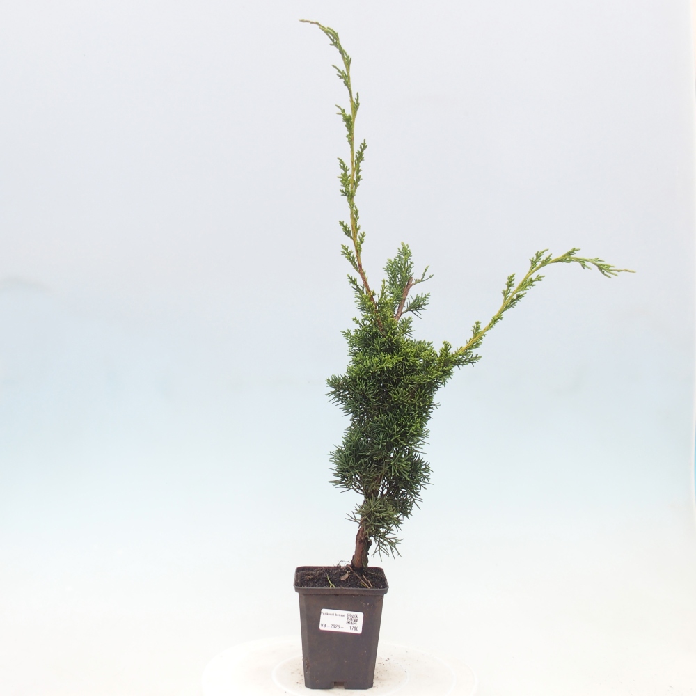 Bonsai voor buiten - Juniperus chinensis Kishu