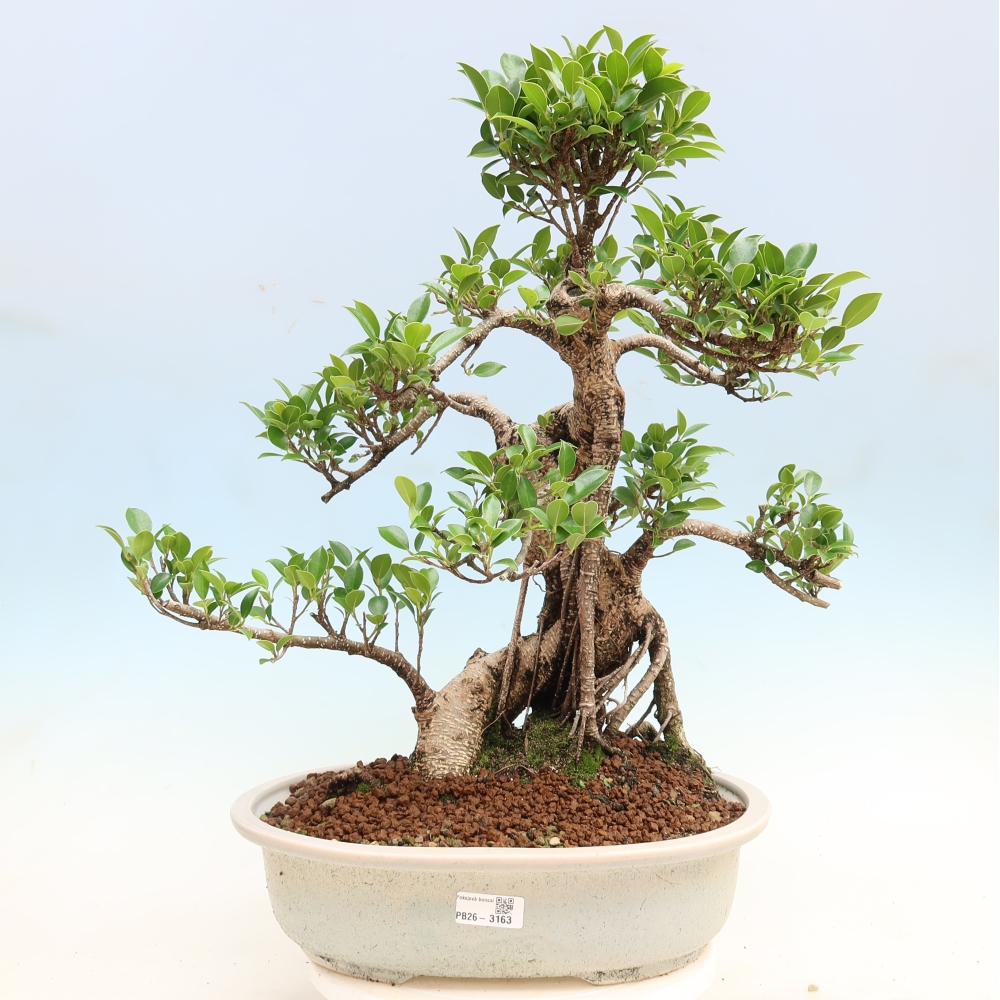 Kamerbonsai - Ficus kimmen - kleinbladige ficus