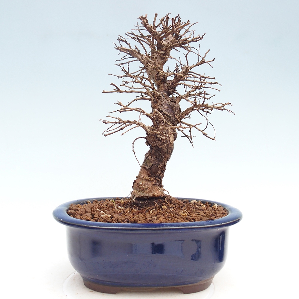 Bonsai voor buiten - Zelkova - Zelkova NIRE