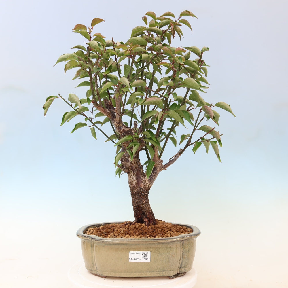 Bonsai voor buiten - Japanse abrikoos - Prunus Mume