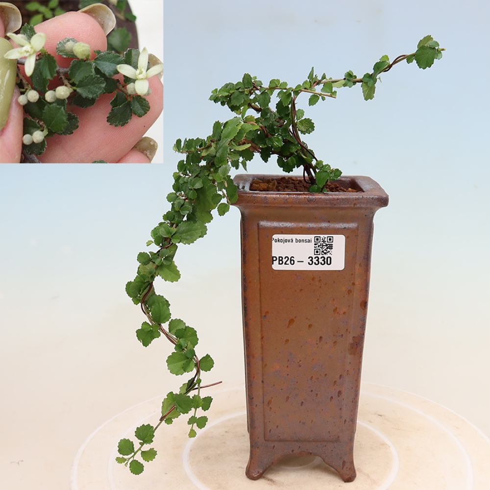 Kamerbonsai - Grewia sp. - Grewia malafolia