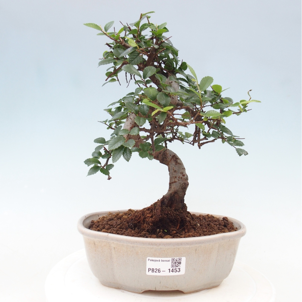 Kamerbonsai - Ulmus parvifolia - Winteriep