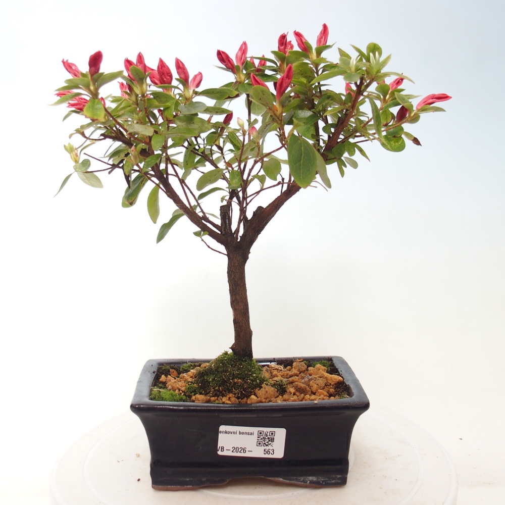 Bonsai voor buiten - Japanse azalea - Azalea sp.