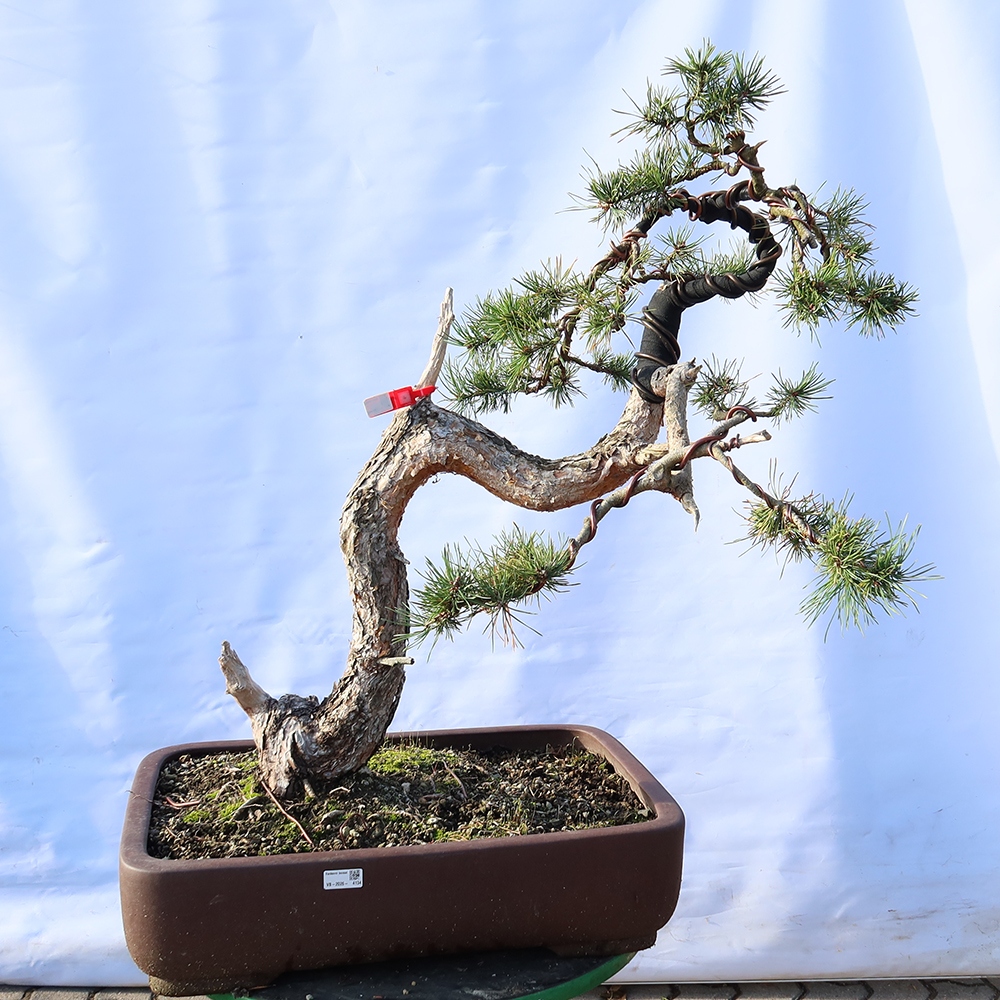 Pinus sylvestris Spanje - grove den