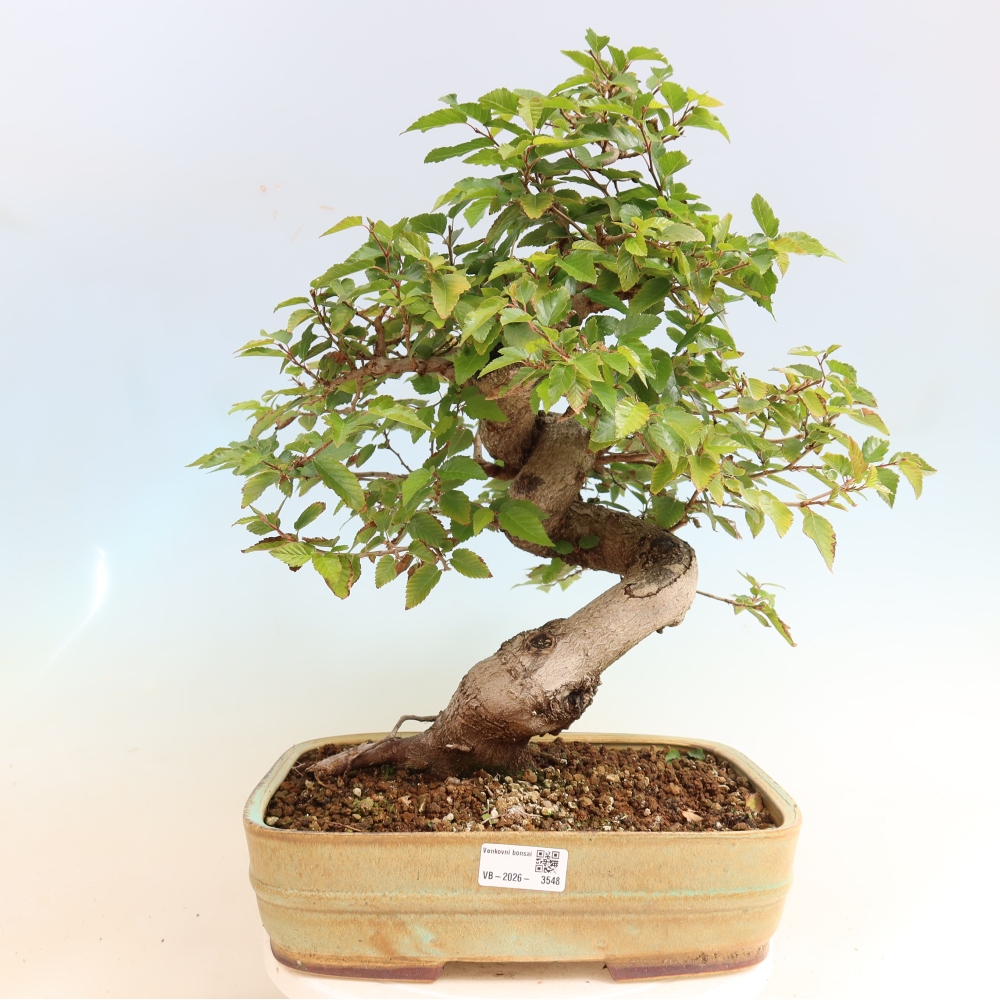 Bonsai voor buiten -Carpinus CARPINOIDES - Koreaanse haagbeuk
