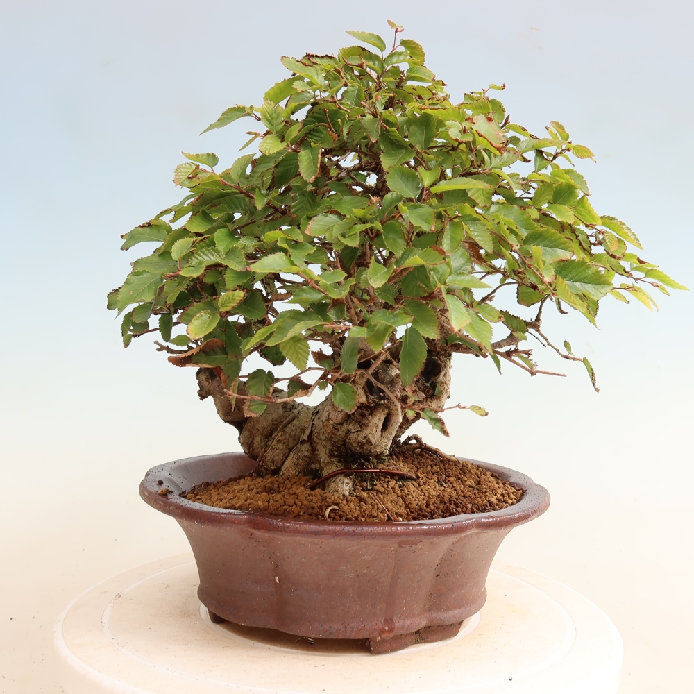 Bonsai voor buiten -Carpinus CARPINOIDES - Koreaanse haagbeuk
