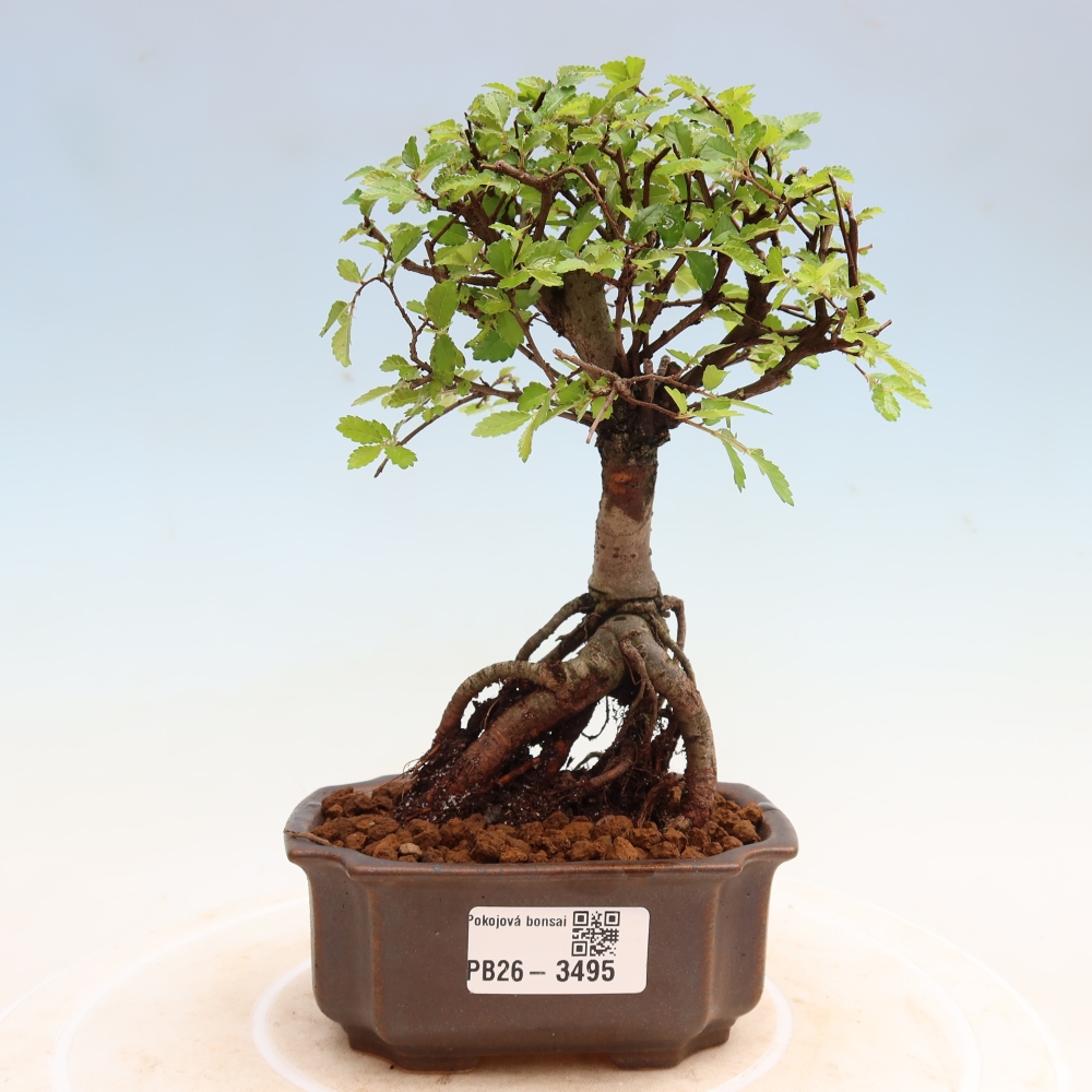 Kamerbonsai - Ulmus parvifolia - Winteriep