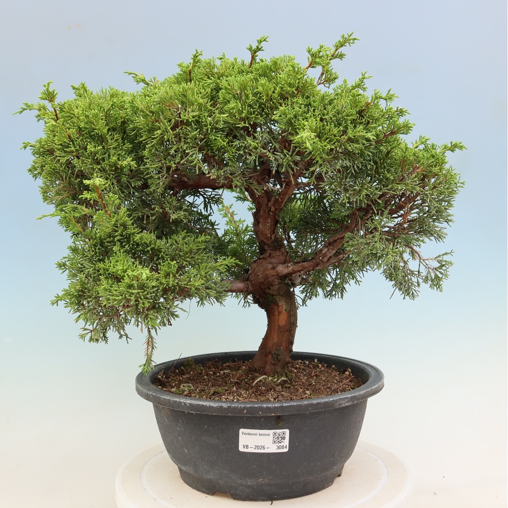 Bonsai voor buiten - Juniperus chinensis Itoigawa-Juniperus chinensis