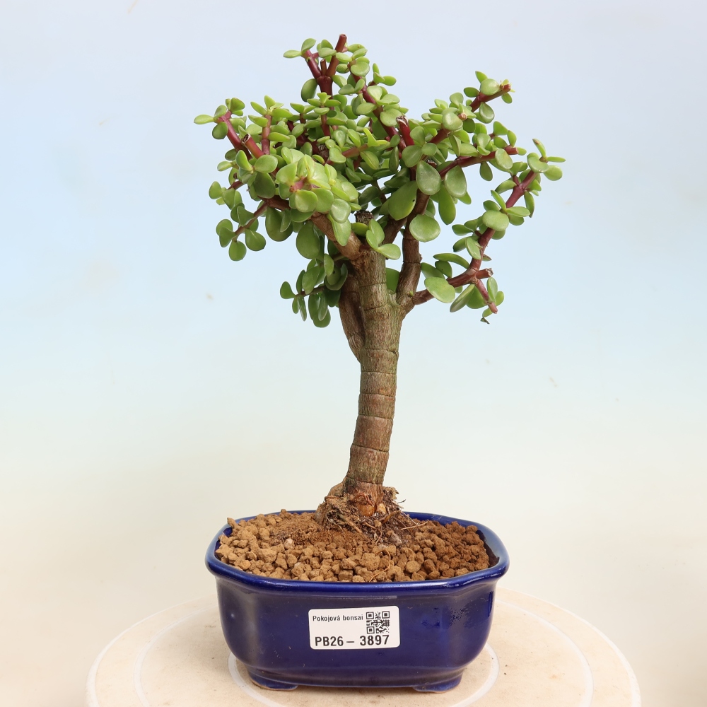 Kamerbonsai - Portulakaria Afra - Tlustice