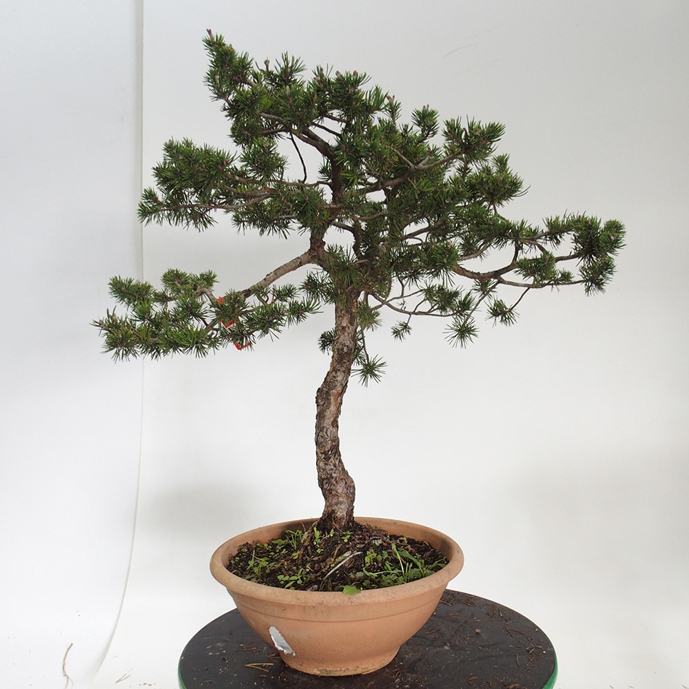 Yamadori - Pinus sylvestris Spanje