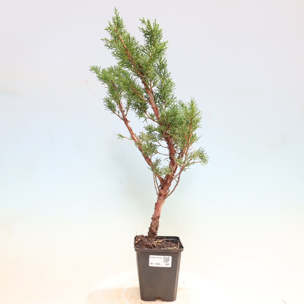 Bonsai voor buiten - Juniperus chinensis Kishu