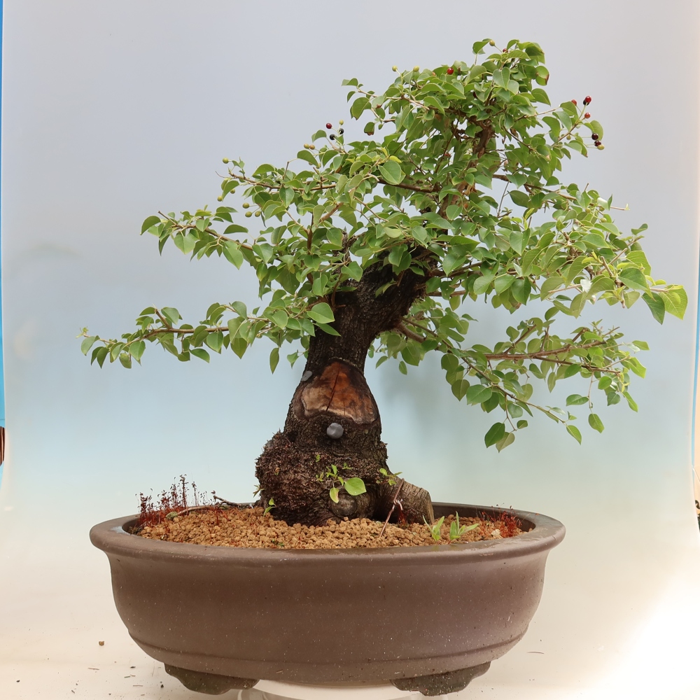 Bonsai voor buiten - Mahalebka - Prunus mahaleb