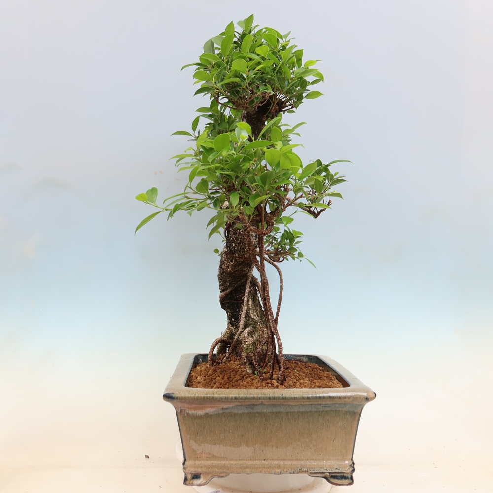 Kamerbonsai - Ficus kimmen - kleinbladige ficus
