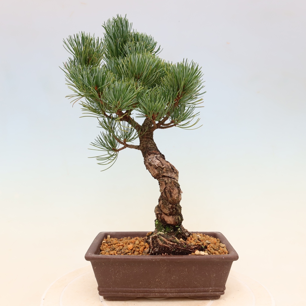 Bonsai voor buiten - Pinus parviflora - Pinus parviflora