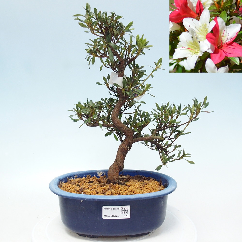 Bonsai voor buiten - Japanse azalea - Azalea CHIHIRO
