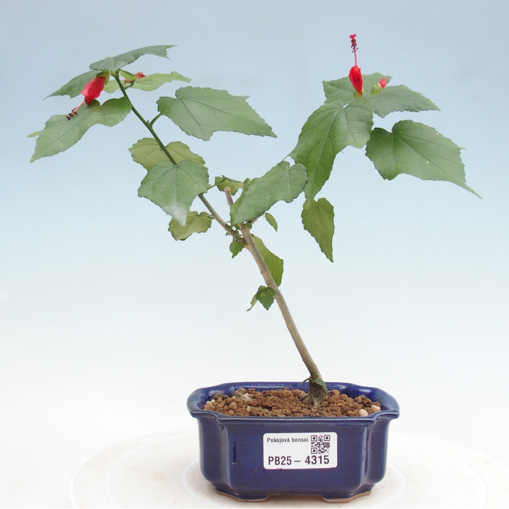 Bonsai voor binnen - Malvaviscus arboreus