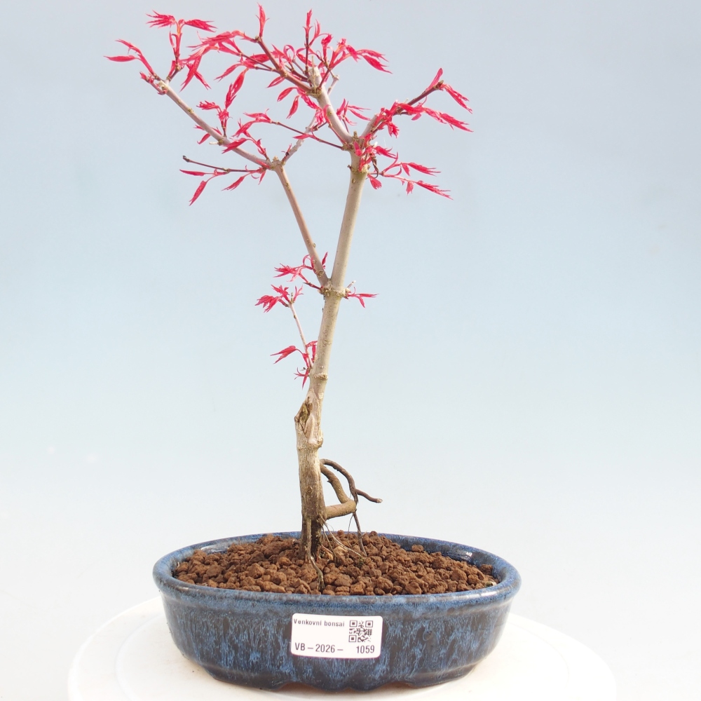 Bonsai voor buiten - Acer palmatum DESHOJO