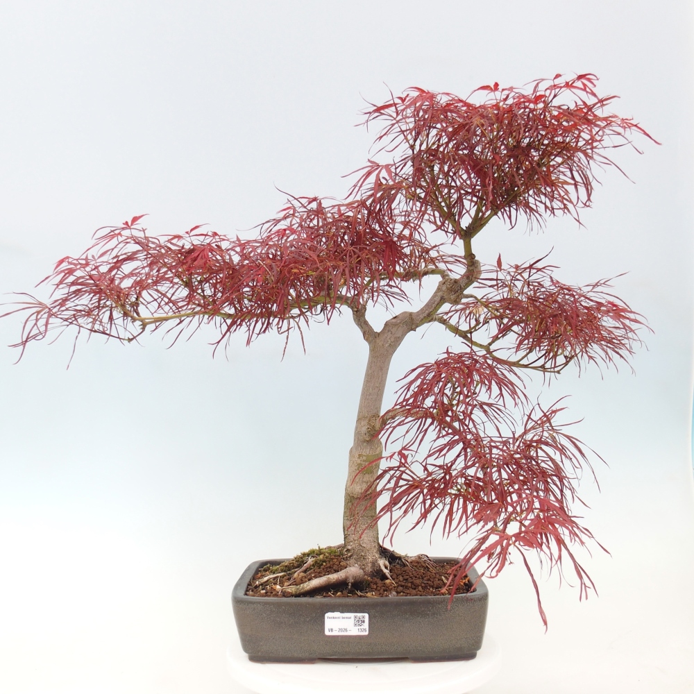 Bonsai voor buiten - Acer palmatum RED PYGMY