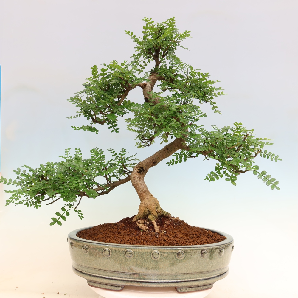 Kamerbonsai - Zantoxylum piperitum - peperboom