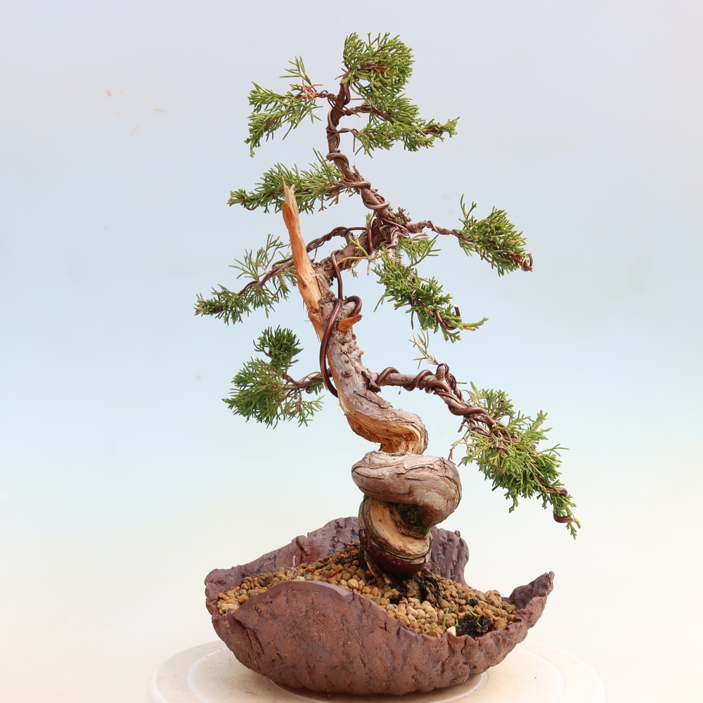 Bonsai voor buiten - Juniperus chinensis Itoigawa-Juniperus chinensis
