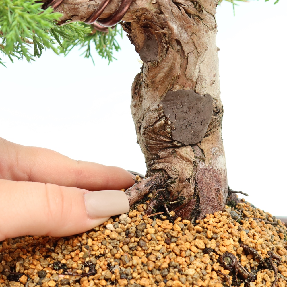 Bonsai voor buiten - Juniperus chinensis Itoigawa-Juniperus chinensis