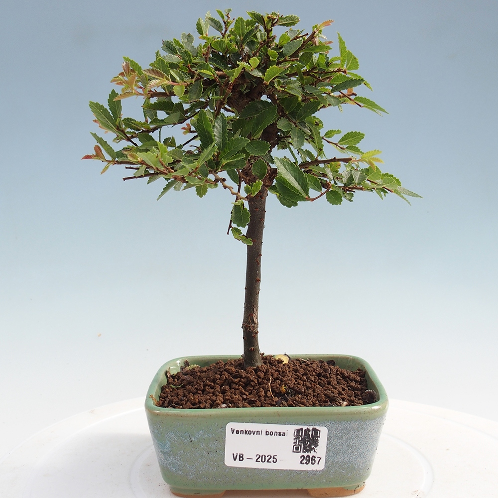 Bonsai voor buiten - Ulmus parvifolia Sagei - Kleinbladige iep