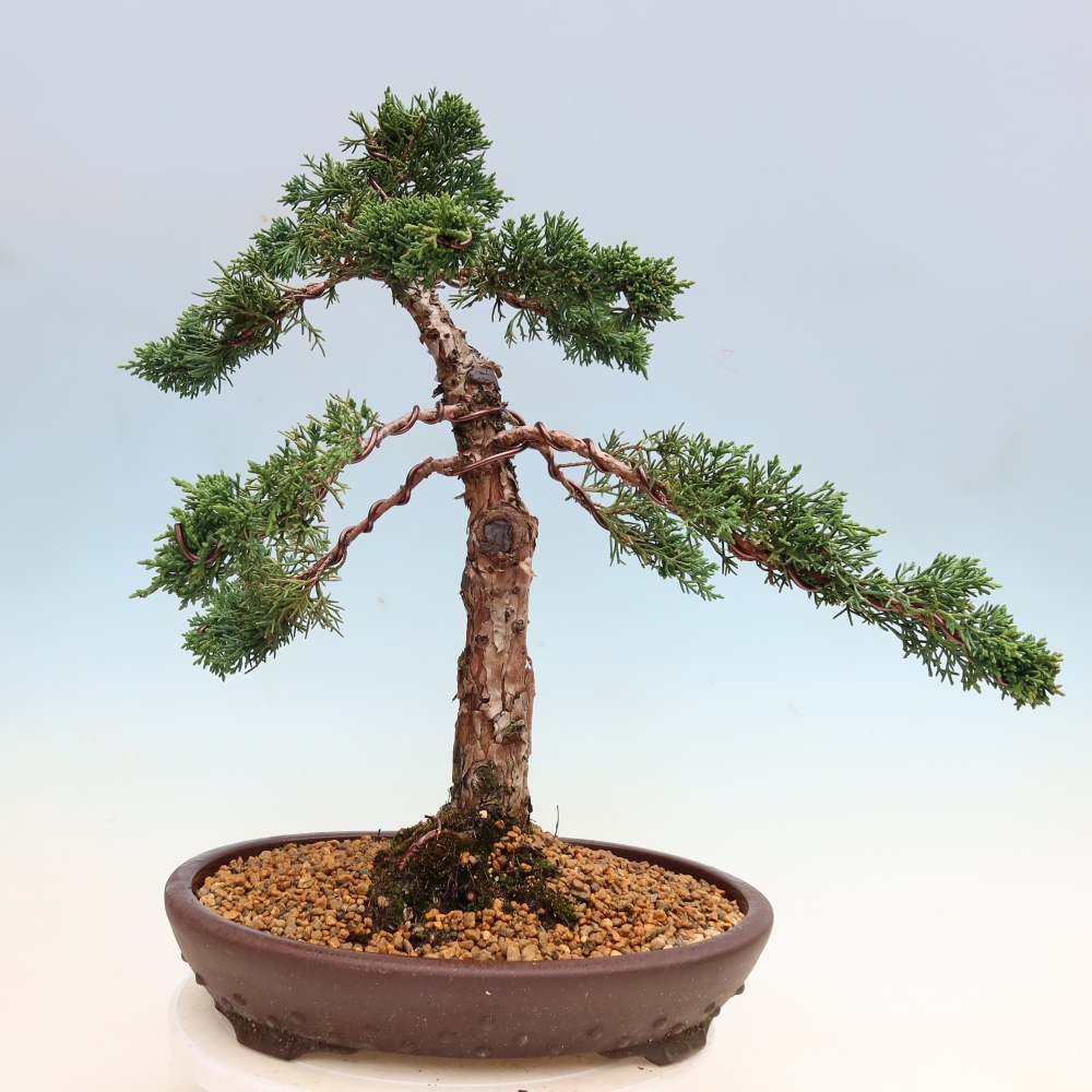 Bonsai voor buiten - Juniperus chinensis Kishu