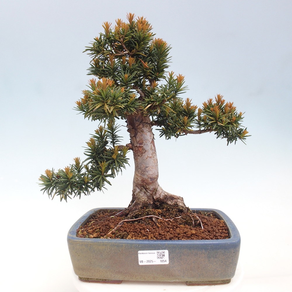 Bonsai voor buiten - Taxus cuspidata - Japanse Taxus
